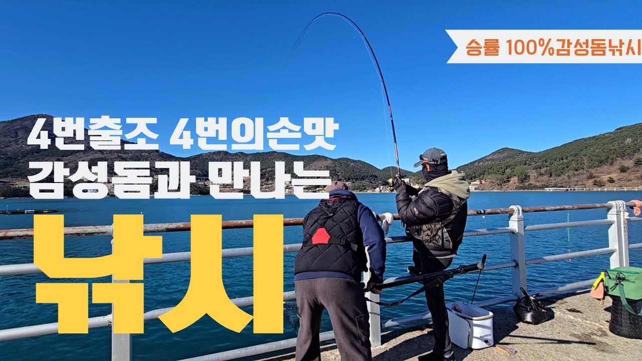 감성돔 낚시 4번 출조 4번의 손맛 거제 지세포방파제 감성돔낚시
