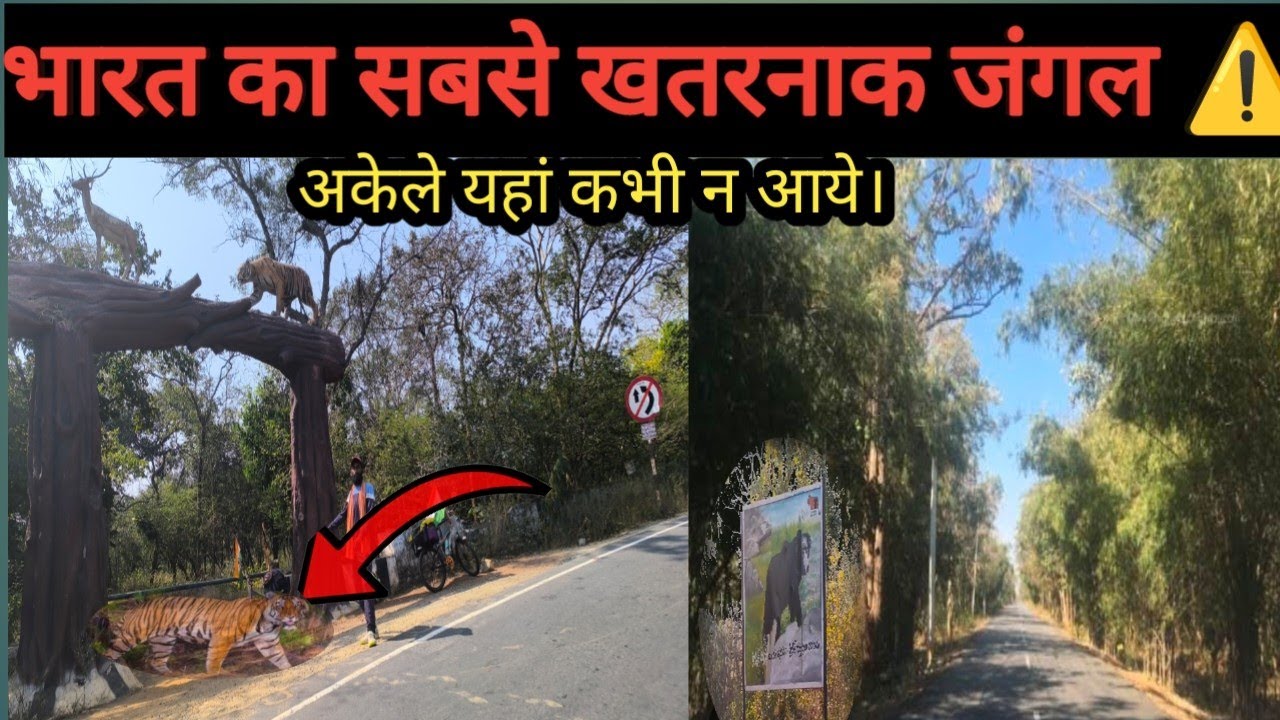 भारत का सबसे खतरनाक जंगल ⚠️ ( Srisailam forest) श्रीशैलम जंगल 😲 Nallamala forest