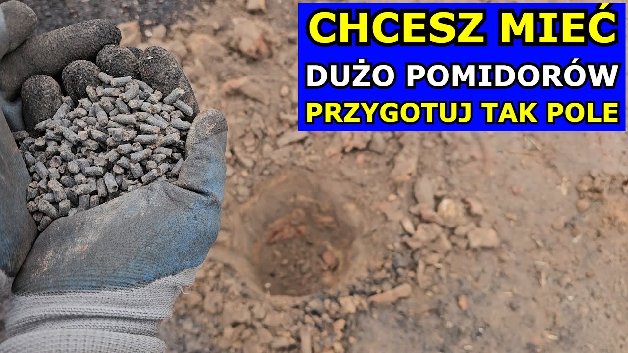 Chcesz mieć DUŻO POMIDORÓW - Przygotuj tak Poletko. Jak uprawiać Pomidory. Gleba pod Paprykę Cukinię