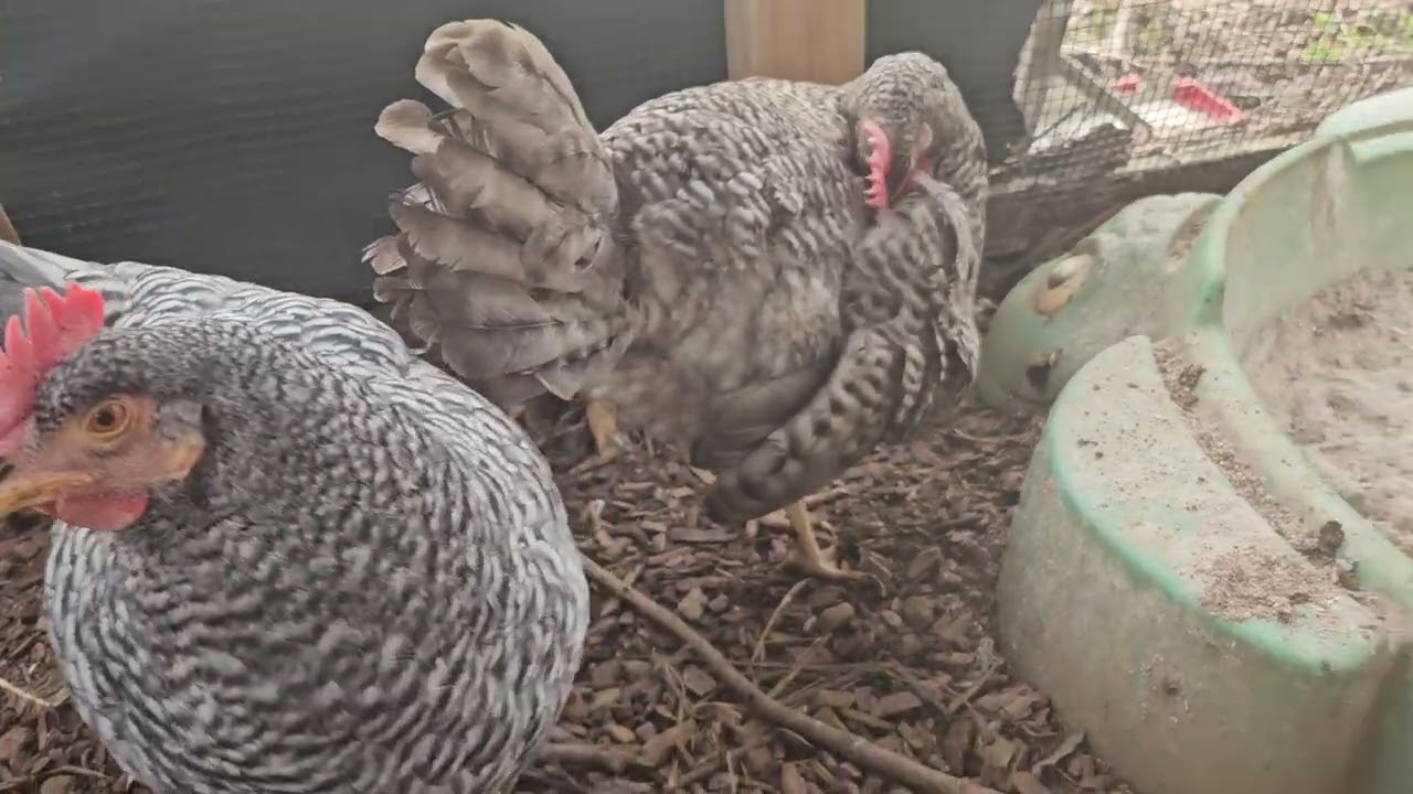 A visit with my chickens. 