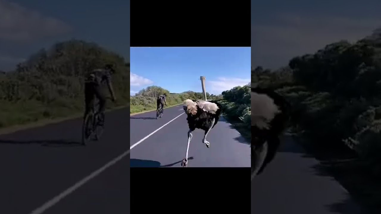 Ostrich Chasing Cyclist - Angry Big Bitd #funnyshorts #ostrich #chase #cyclists #dangerous #bigbird