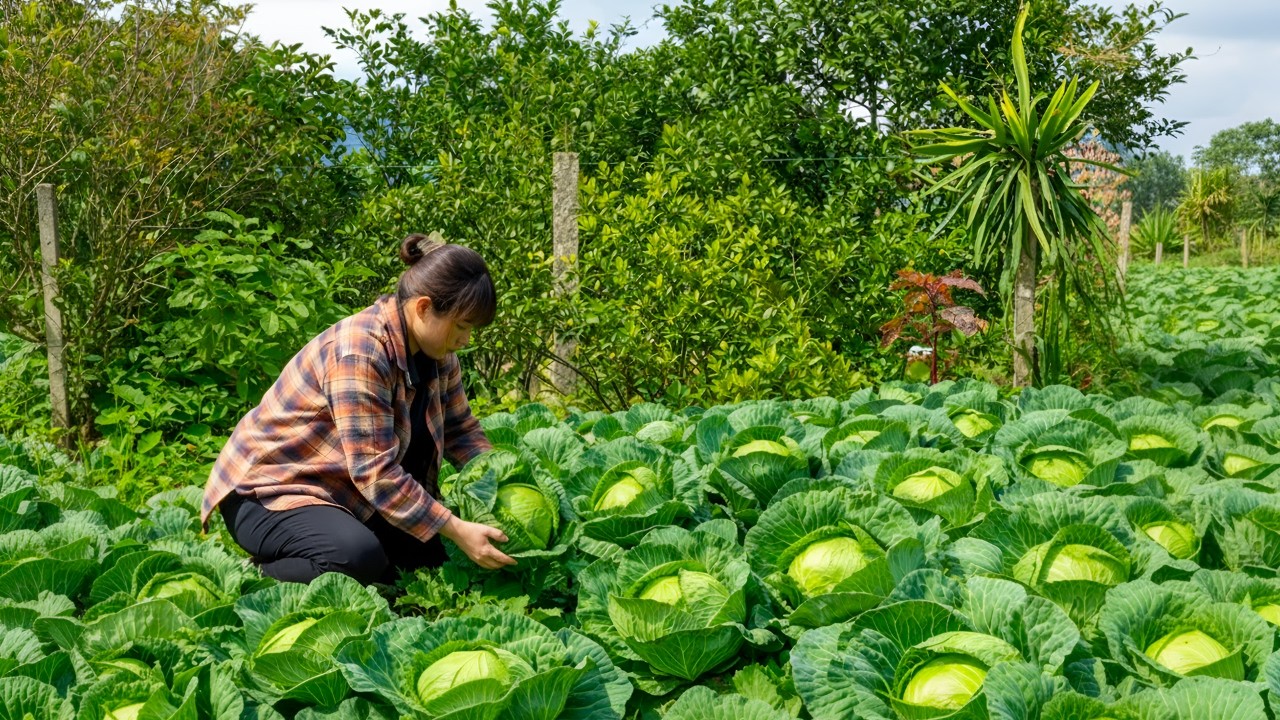 Harvesting cabbage and picking kumquats to sell at the market - Cooking delicious meals for Dad