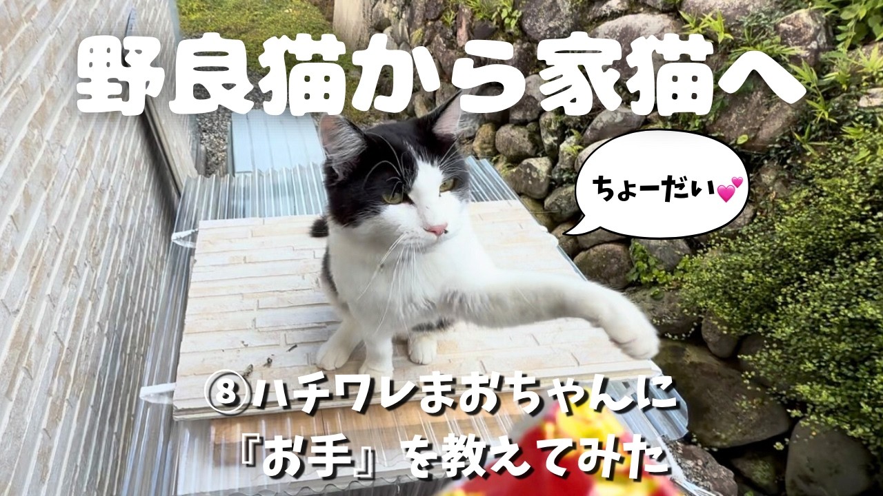 【保護猫 8】野良猫から家猫へ～ハチワレまおちゃん（♂）に『お手』を教えてみた～