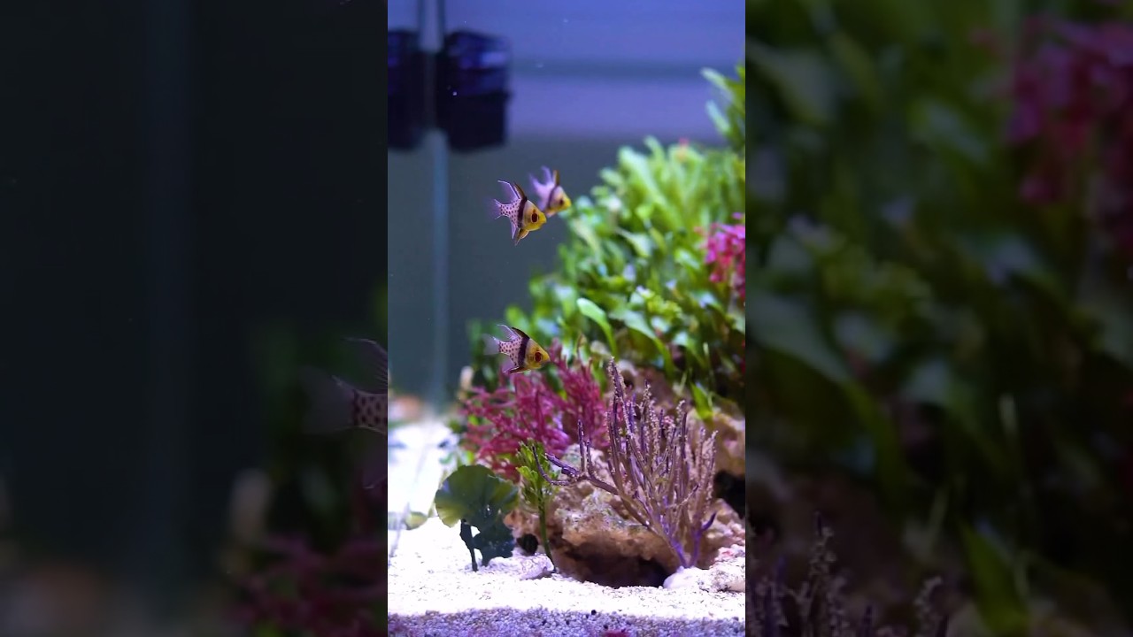 Love these Pajama Cardinalfish in this tank 🐠