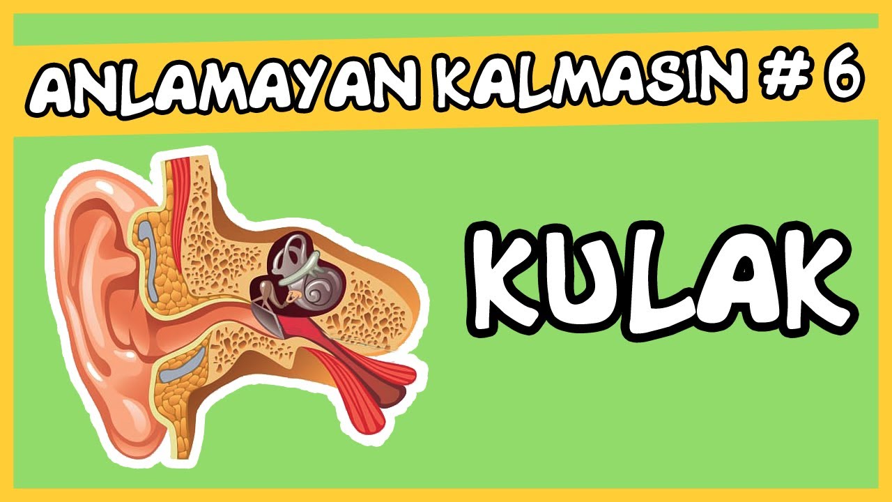 Anlamayan Kalmasın #6 Kulak