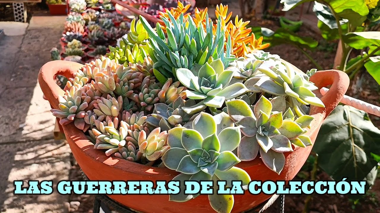 SUCULENTAS MAS RESISTENTES #suculentas #graptopetalum #sedum