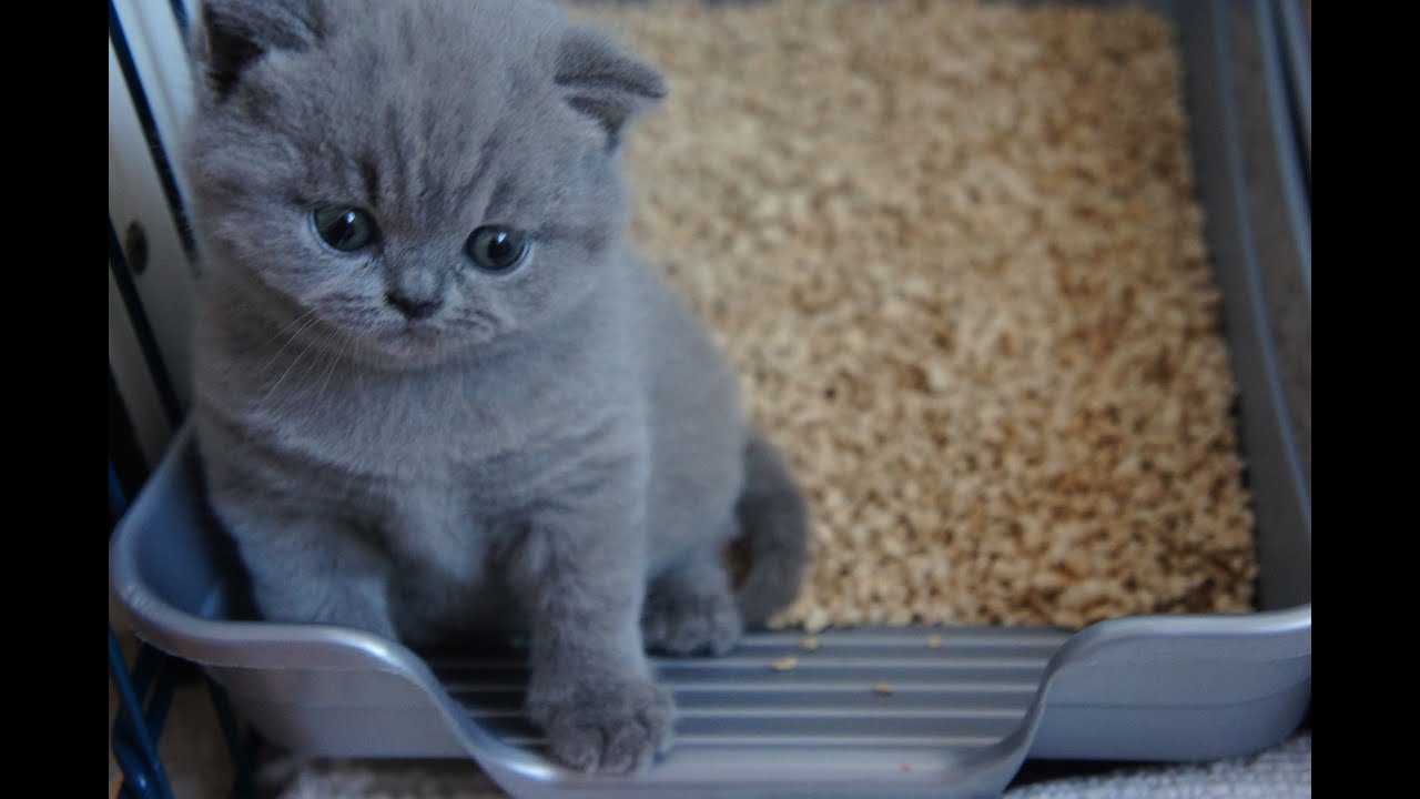 YELENA - koteczka Fifi i Eya- British Shorthair Cattery