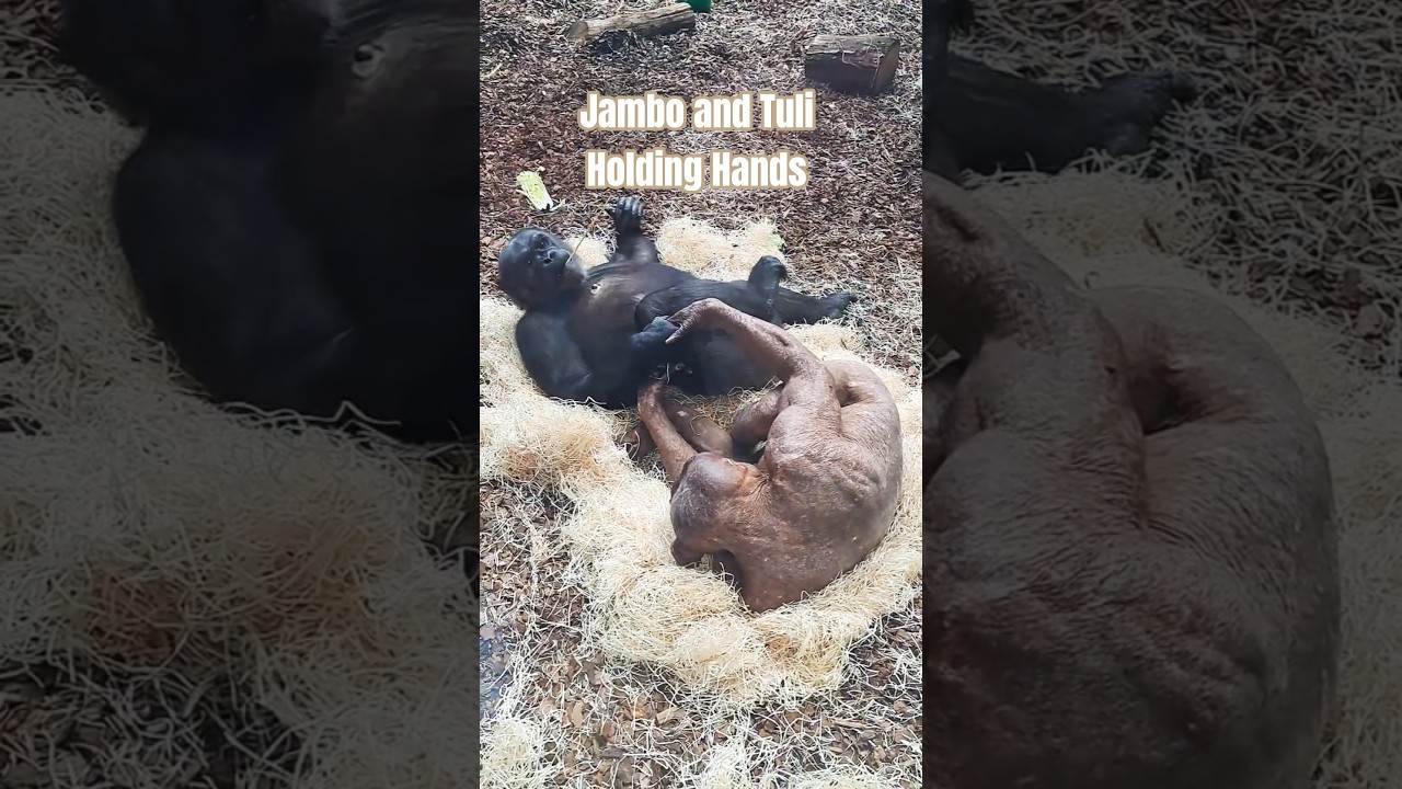 Chimps Holding Hands