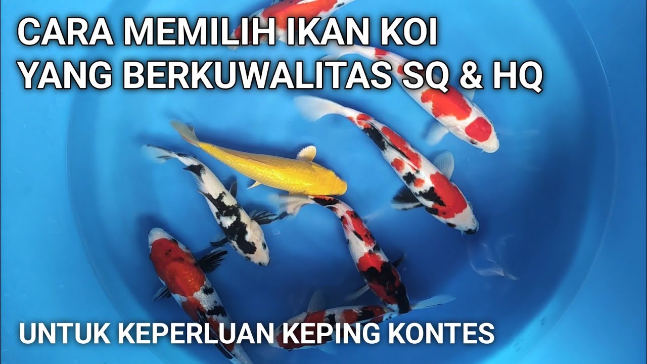 CARA MEMILIH IKAN KOI KUWALITAS SQ & HQ Untuk keperluan keping Kontes