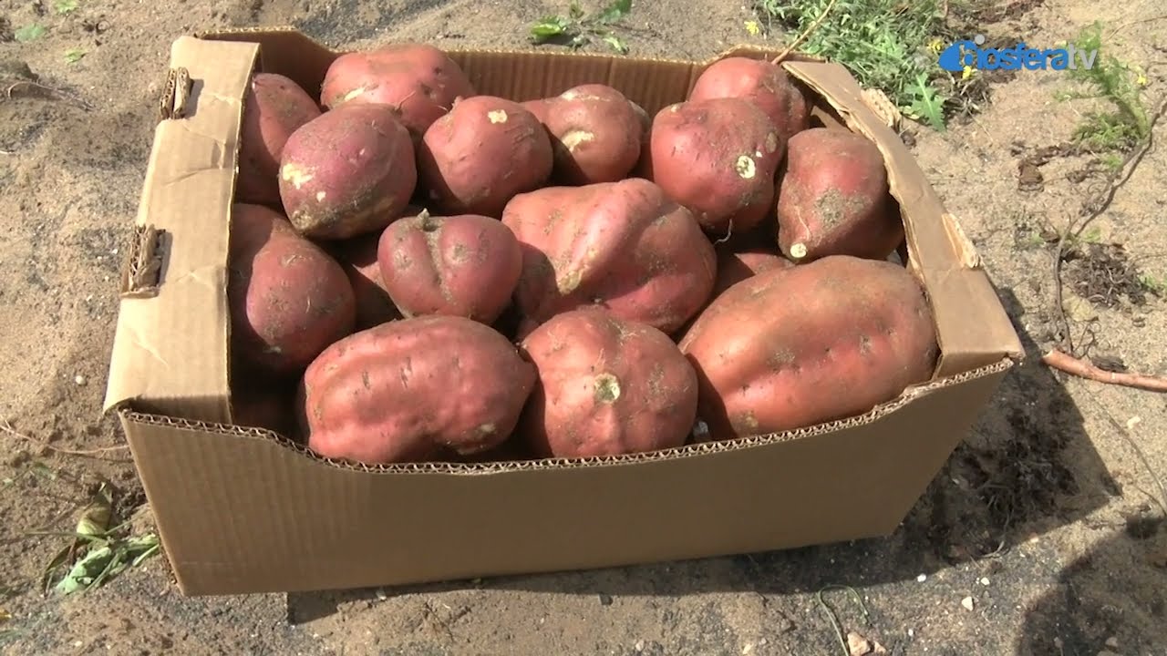 Lanzarote Primario-La Batata de Jable