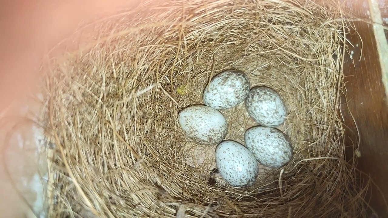 Como Saber se os Ovos de Canário da Terra Estão Férteis.