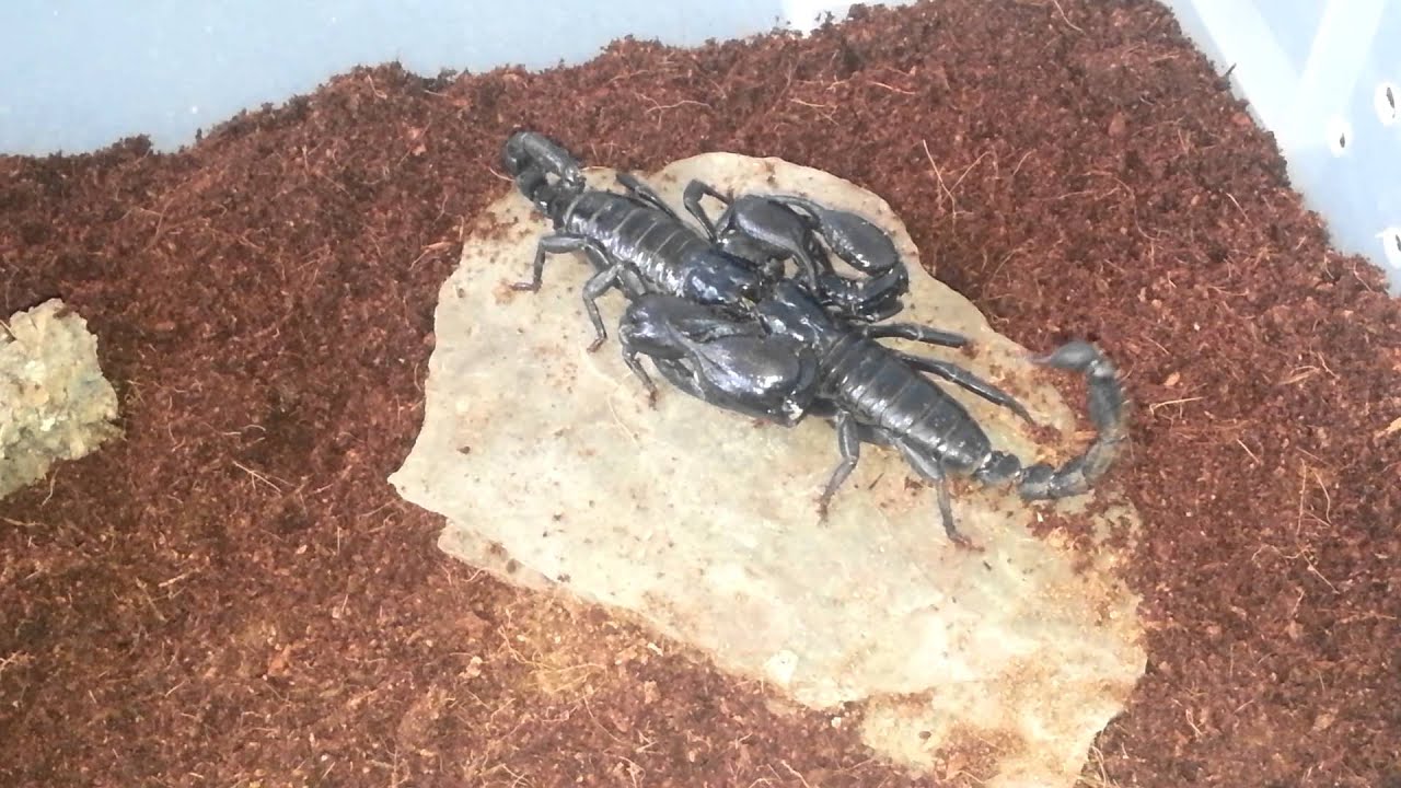 Scorpion's mating dance(h.petersii)