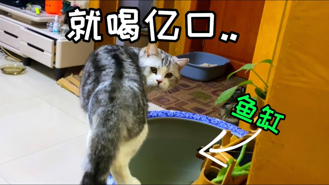回老家後,貓天天喝「魚湯」還隨機帶走一條幸運觀眾？