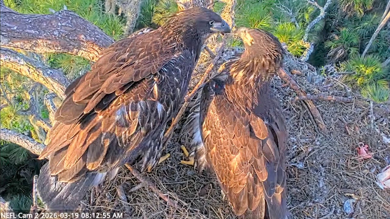 NEFL EAGLES 2026.3.19 EVE and KAI's morning routine on a windy day.