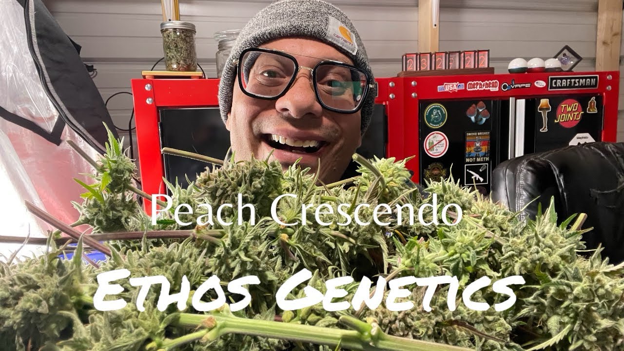 Harvesting &lsquo;Peach Crescendo&rsquo; by Ethos Genetics | Into the Cannatrol