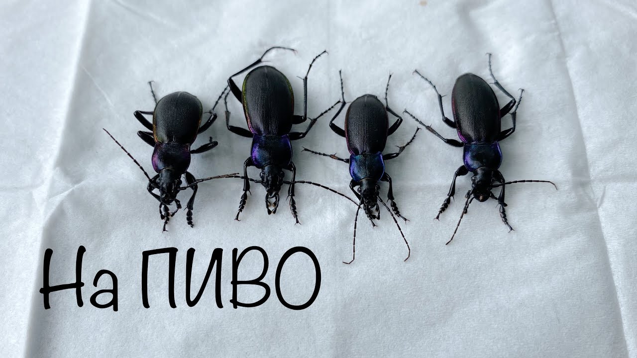 ПОЙМАЛ ЖУЖЕЛИЦ НА ПИВО !