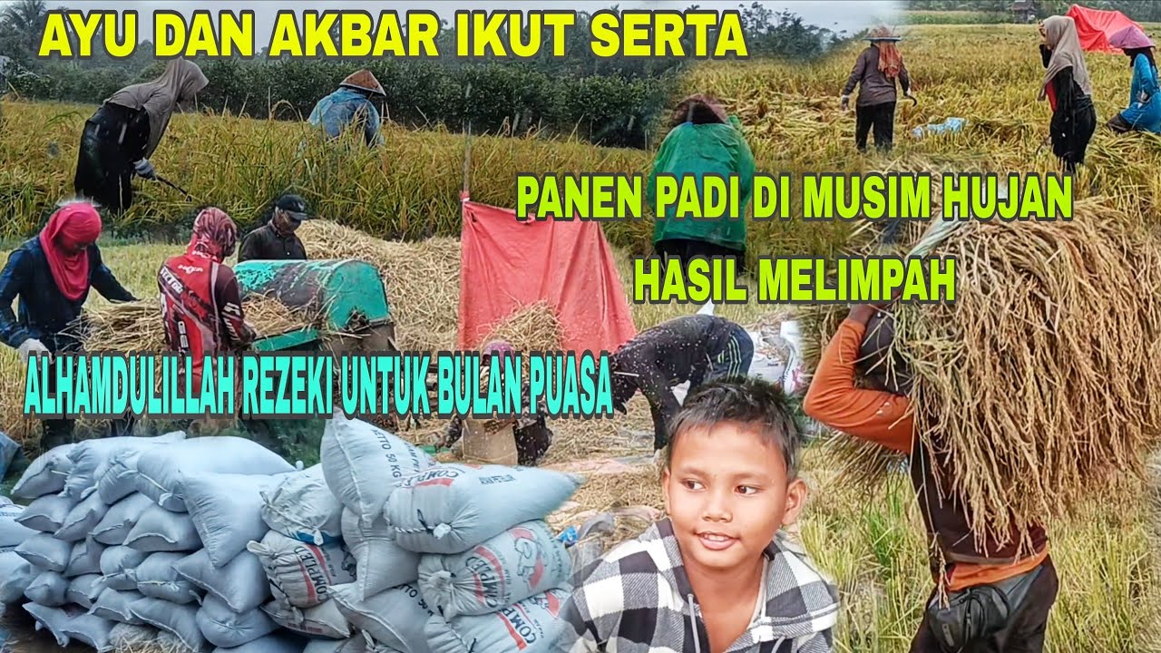 PANEN PADI SAWAH DI MUSIM HUJAN HASIL MELIMPAH||ALHAMDULILLAH DAPAT REZEKI... 
