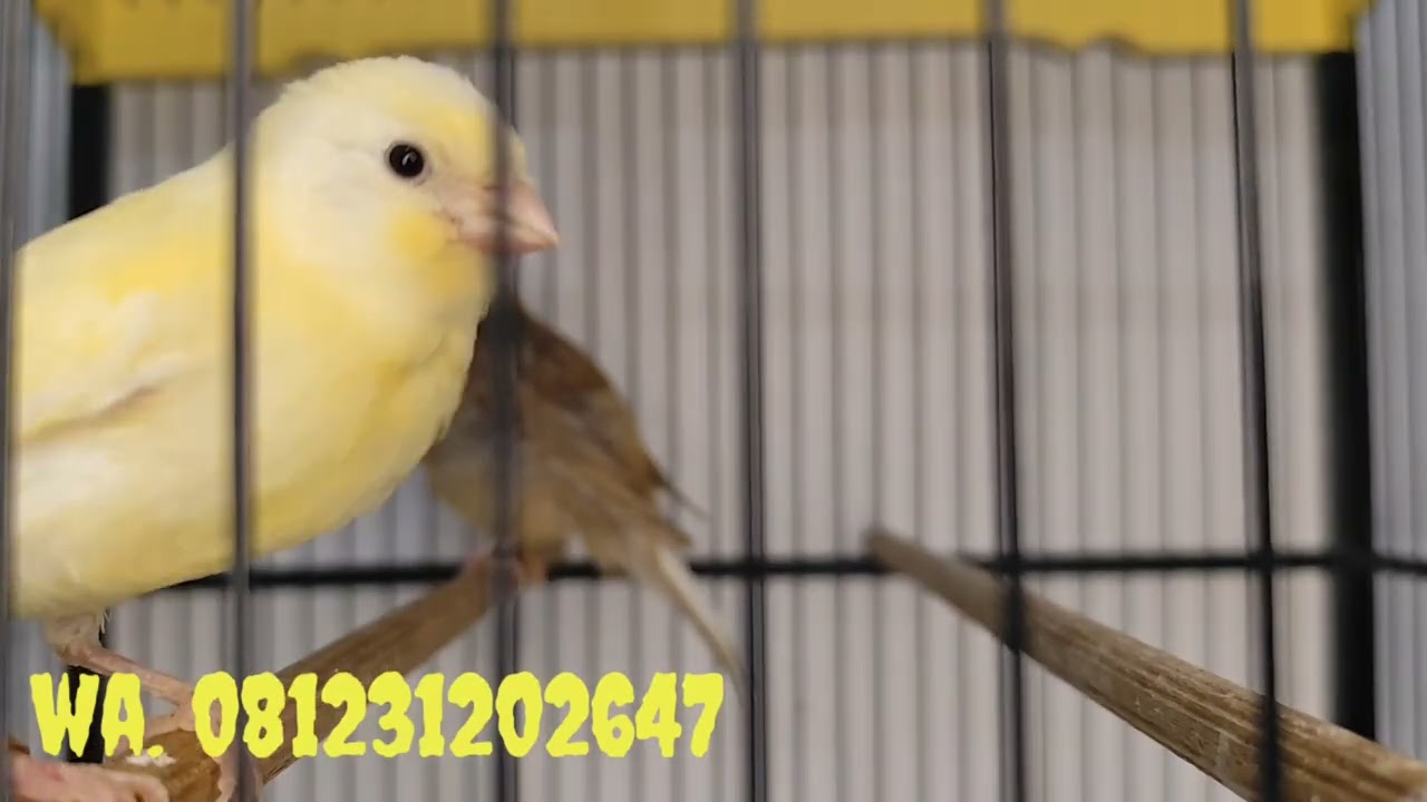Kenari paut redy buanyak sekali om.. Ku... Monggo langsung gass saja om.. 🐦‍⬛🐦‍⬛🐦‍⬛
