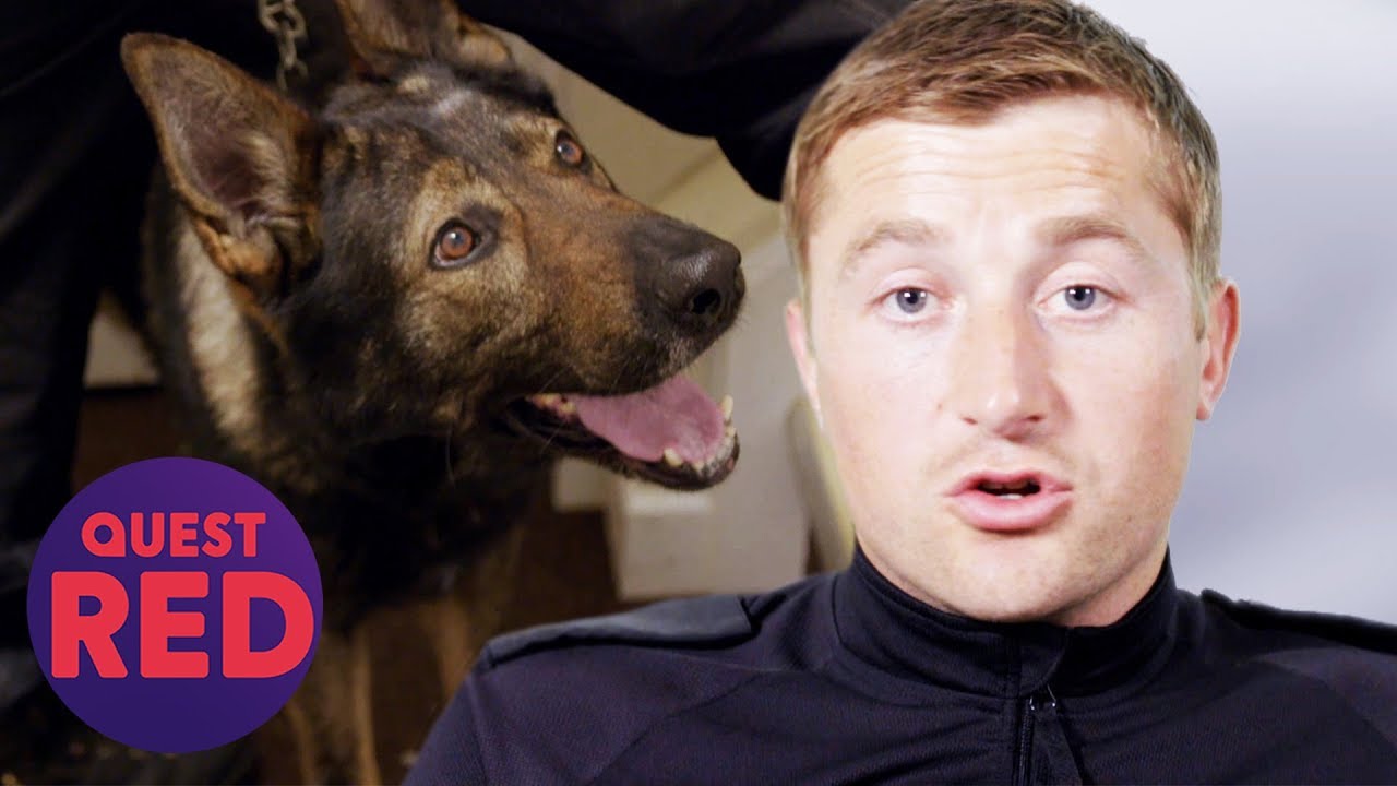 Determined Dog Finds Huge Stash Of Drugs During Raid | Dog Detectives