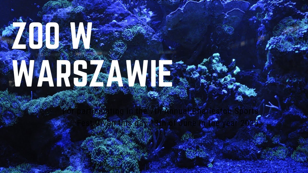 Ekipa KOALA reef w zoo w Warszawie