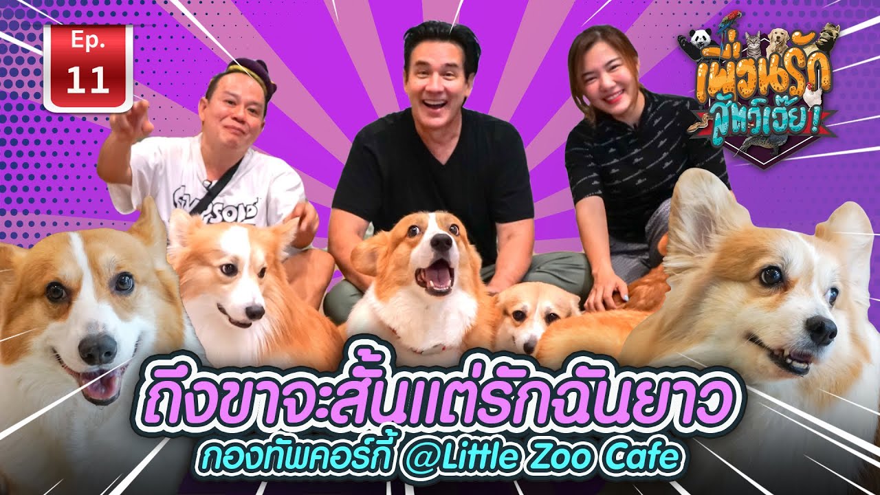 กองทัพคอร์กี้ I เพื่อนรักสัตว์เอ๊ย Ep.11 #littlezoocafe