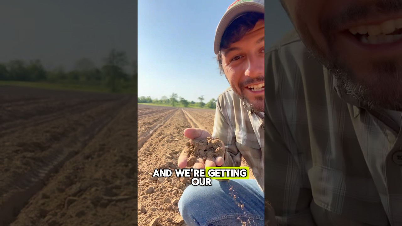 Lady Fingers in the dirt! #okra #planting #farming #gardening