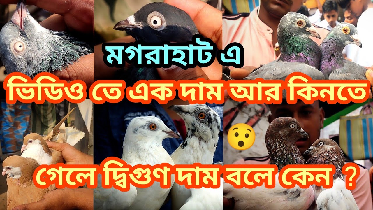 মগরাহাট এ ভিডিও তে এক দাম আর কিনতে গেলে দ্বিগুণ দাম বলে কেন 😯 , Soumen pet valogs 2024