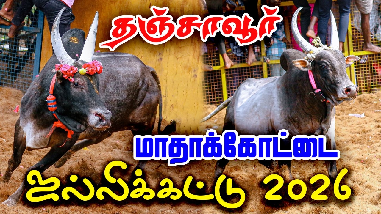🔴🔴 தஞ்சாவூர் மாதாக்கோட்டை ஜல்லிக்கட்டு | Thanjavur Madhakkottai Jalllikattu 2026 | ViNo Videography