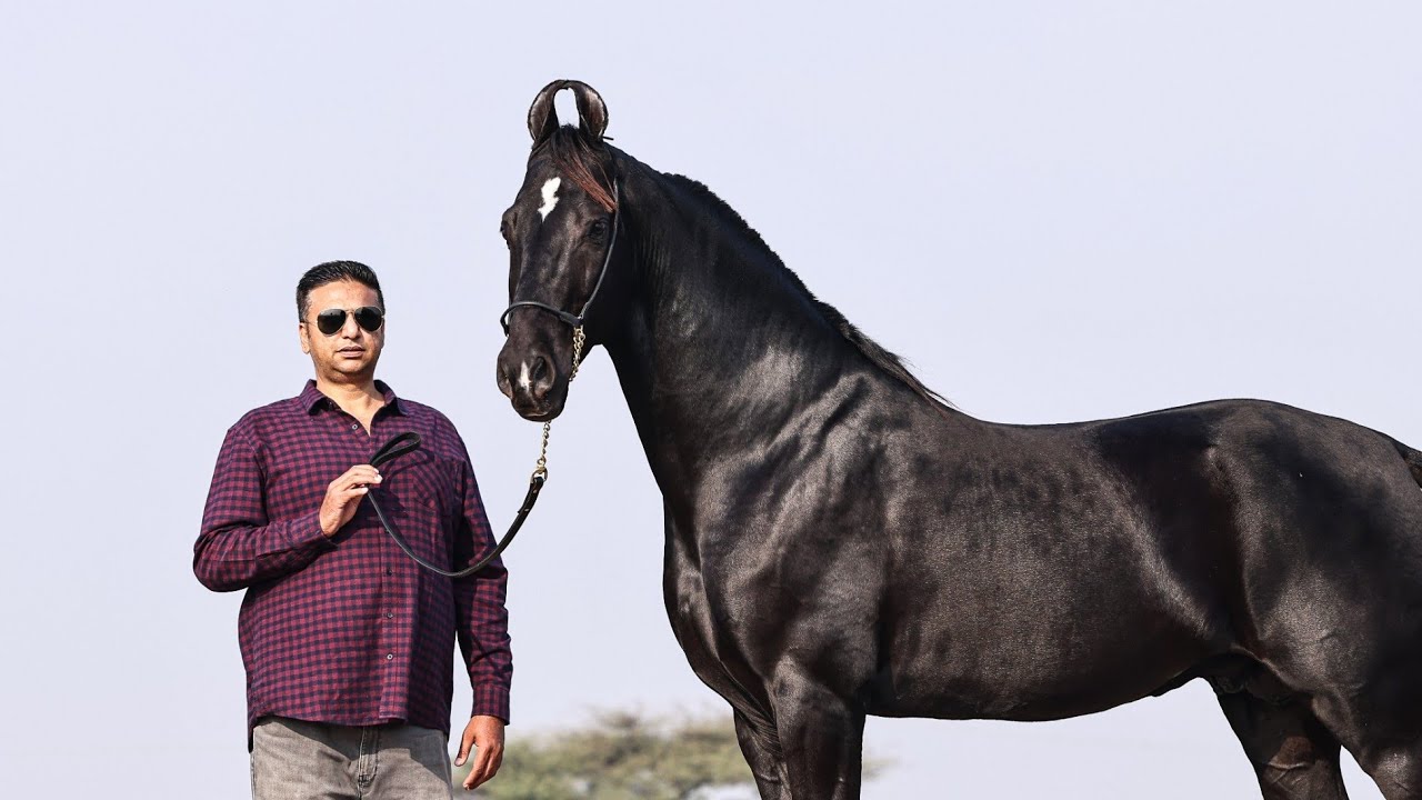 रतनाकर लाइन का ऊँचा घोडा मॉर्निंग स्टार Stallion Morning Star sired by Nawab