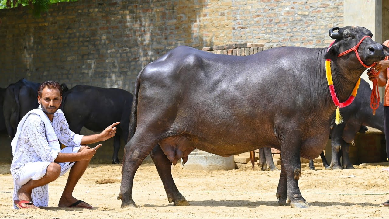 60000 से भैसों के दाम शुरू। 12 से 20 लीटर दूध की भैंसें अभी खरीदो। Raju Dairy Farm