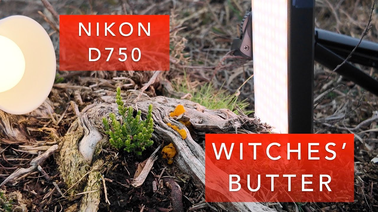 Лесные пейзажи с Nikon D750 | Ведьмины маслята