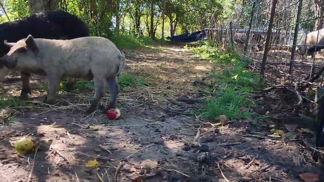 AppleHappy Piggos