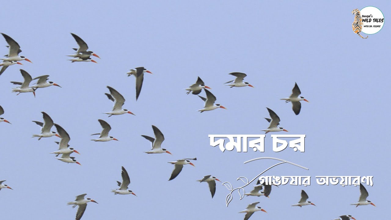 দমার চর: গাংচষার অভয়ারণ্য  ||  DOMAR CHAR : Haven for Indian Skimmer