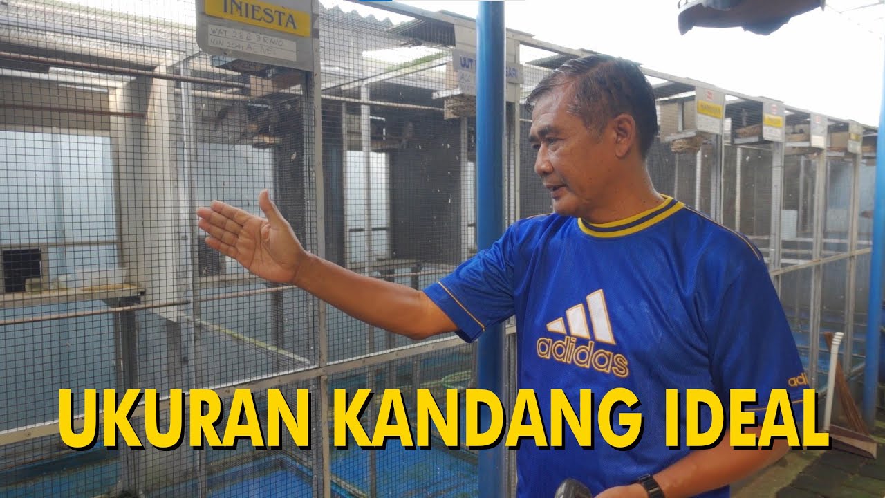 UKURAN IDEAL KANDANG INDUKAN PERKUTUT !!