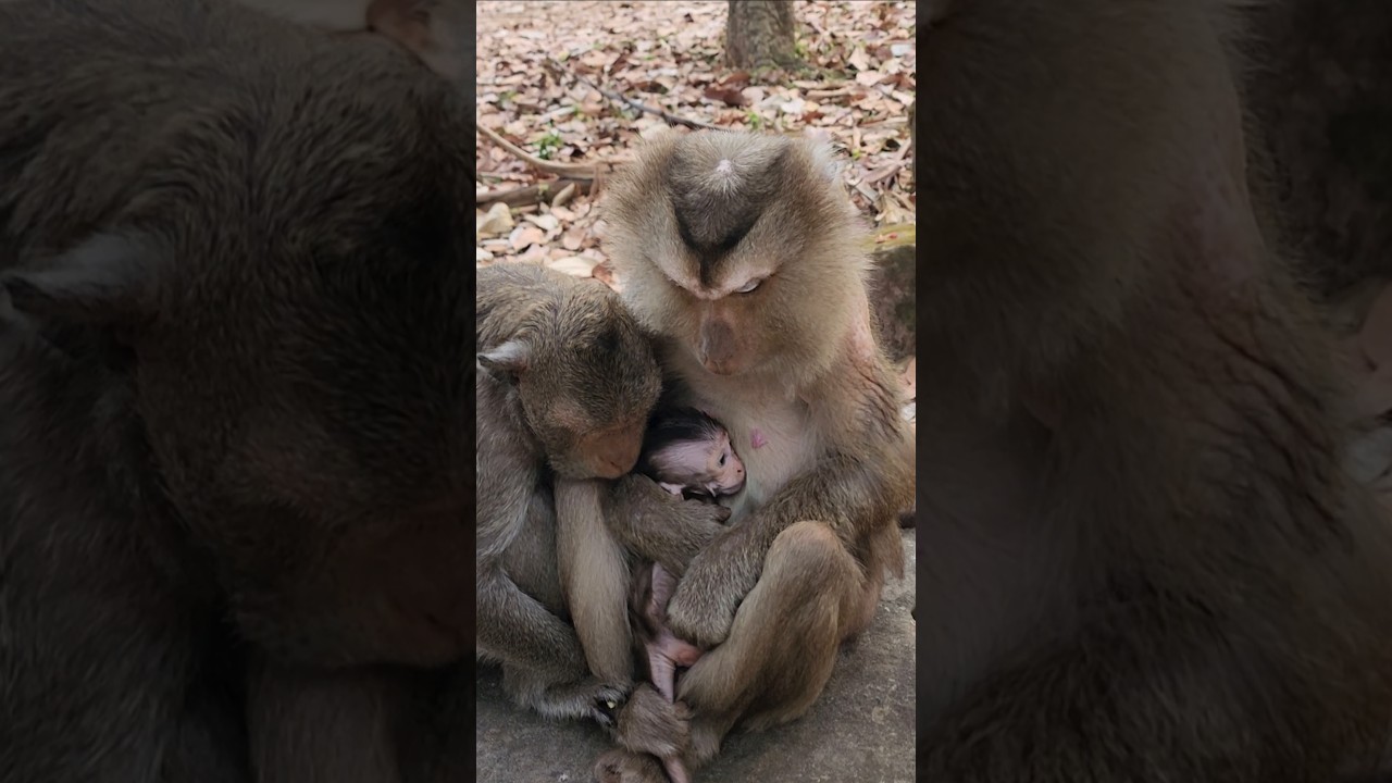 Heartwarming Beautiful lovely monkey Grandma holding comforting Bessie ❤️ 