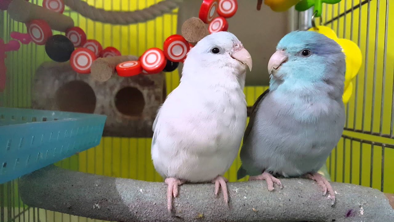 Parrotlet pair