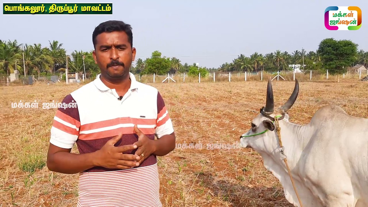 தரமான காங்கேயம் பசு மாடு, காளை, கன்றுகள் வேண்டுமா ? ||காங்கேயம் காரி காளை || ks cattle farm|| PART 1