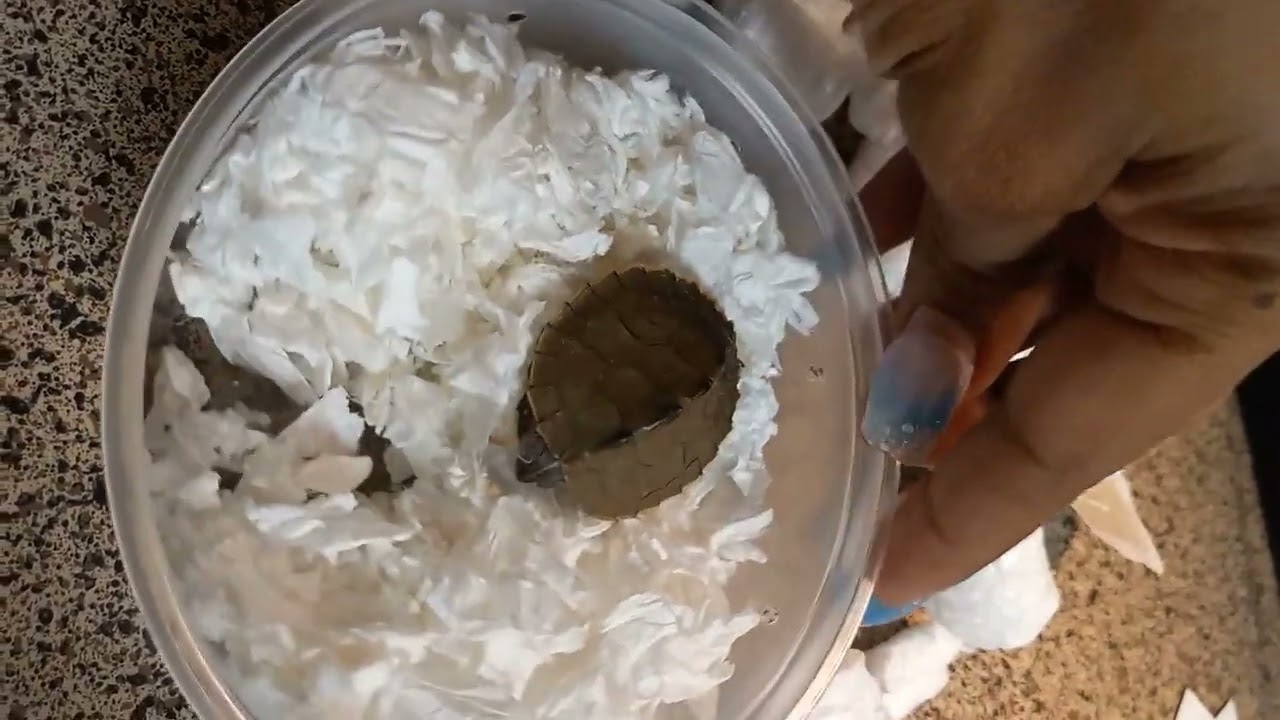 unboxing my baby Mississippi map turtle 🐢