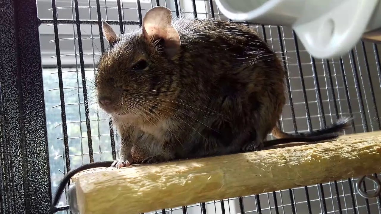 Willow nursing her degu babies // rescue degus