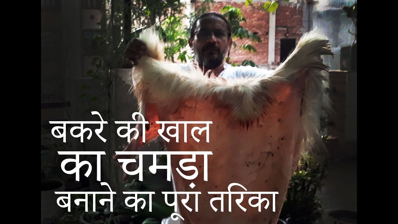 बकरे की खाल / त्वचा का चमड़ा बनाने की  पूरी प्रक्रिया