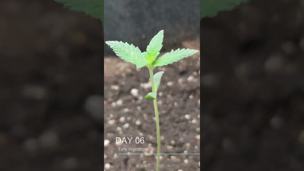 Fast Buds Auto flower RUN Day 00-15 under 60 seconds