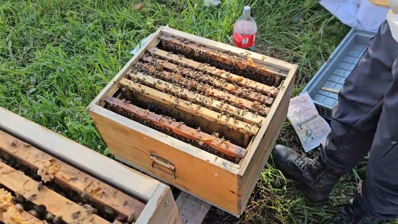 Nisan ayında arıya kat nasıl atılır #arı #bee #arıcılık #bal #beekeeping #honey #honeybee #arılar 
