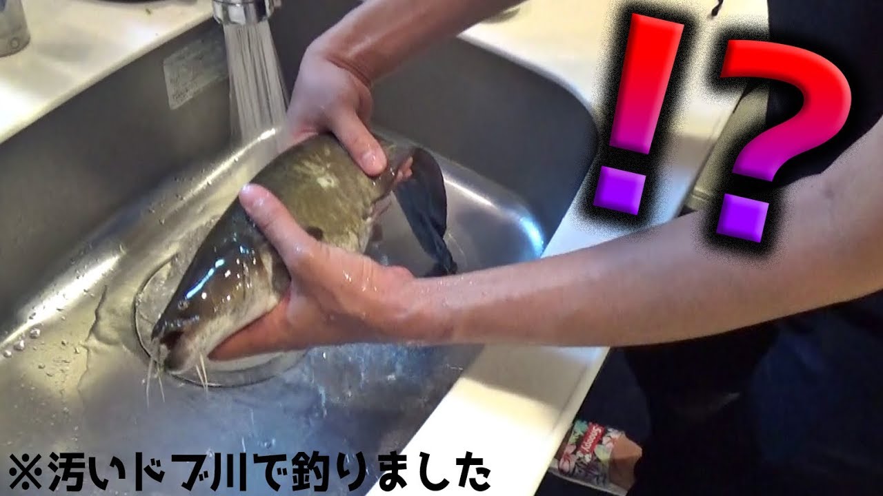 真夜中に汚いドブ川で巨大ナマズを釣って、蒲焼にして食べた結果・・・