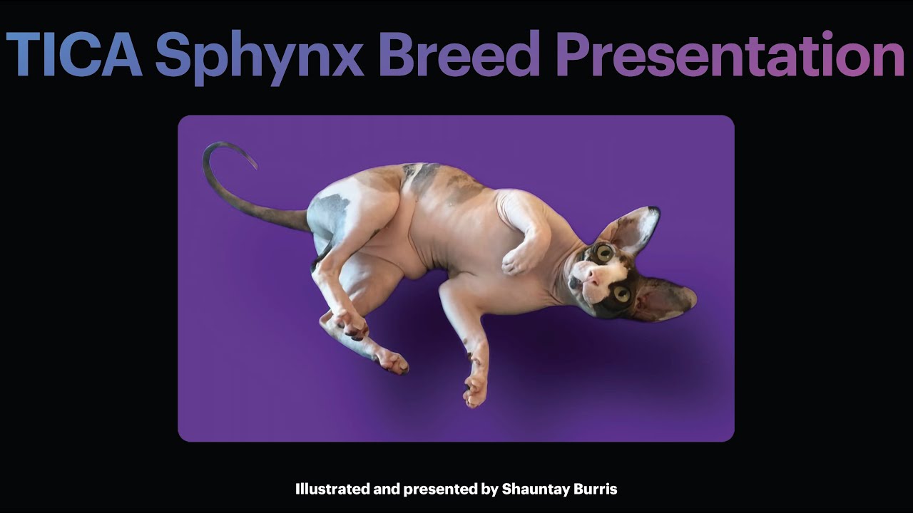 TICA Sphynx Breed Presentation
