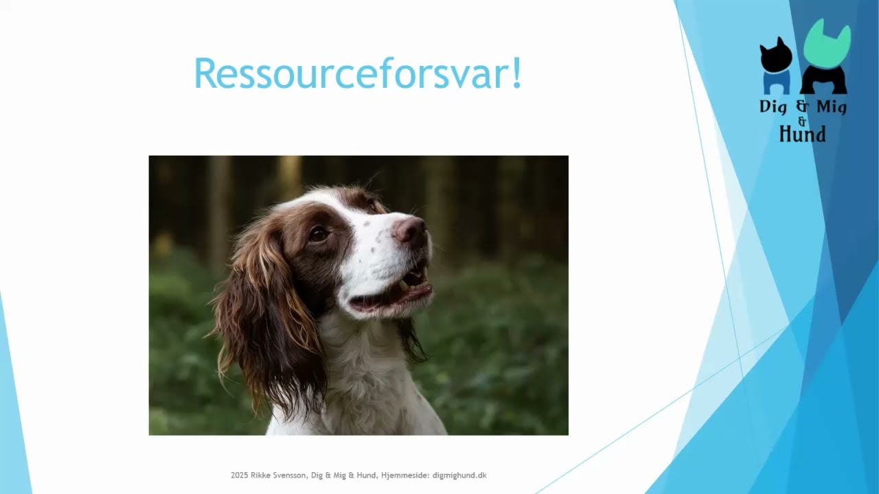 Ressourceforsvar hos hunde