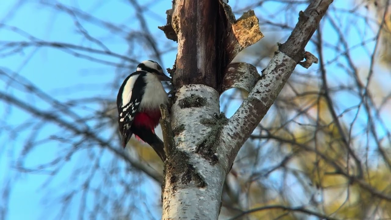 Птицы России. Санкт - Петербург. Февраль 