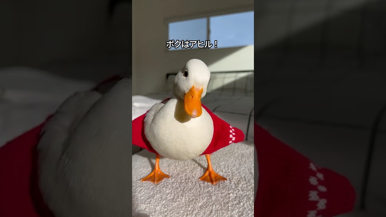 【逃げられない】アヒルの可愛さがわかる1分解説