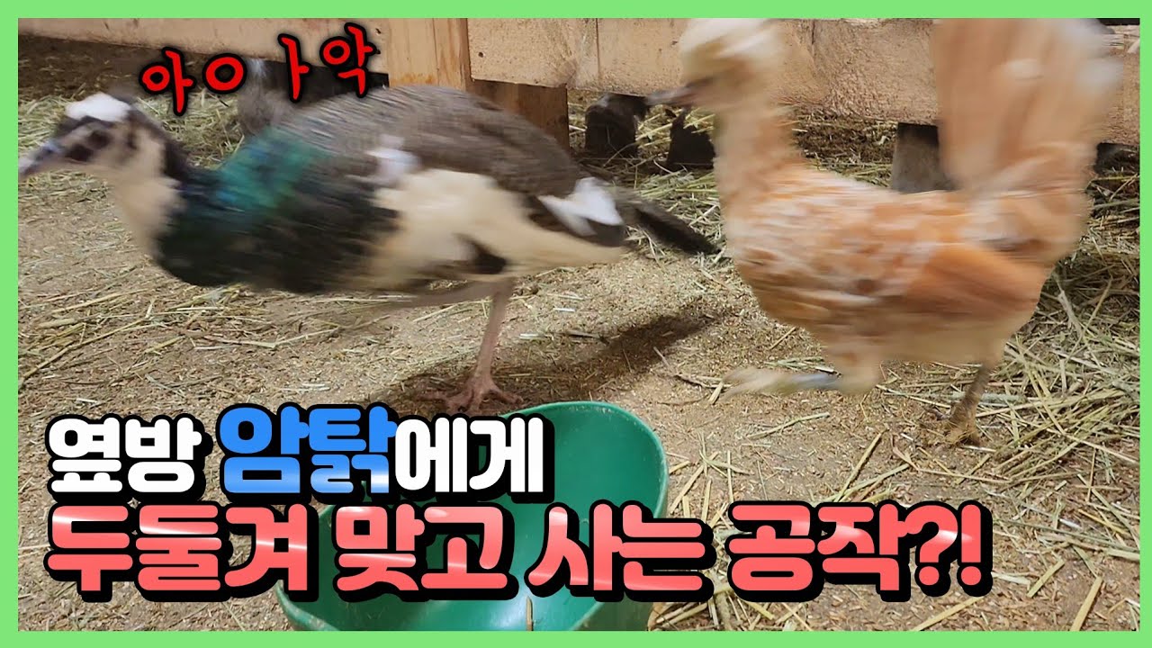 덩치값 못하는 공작새의 수난시대..