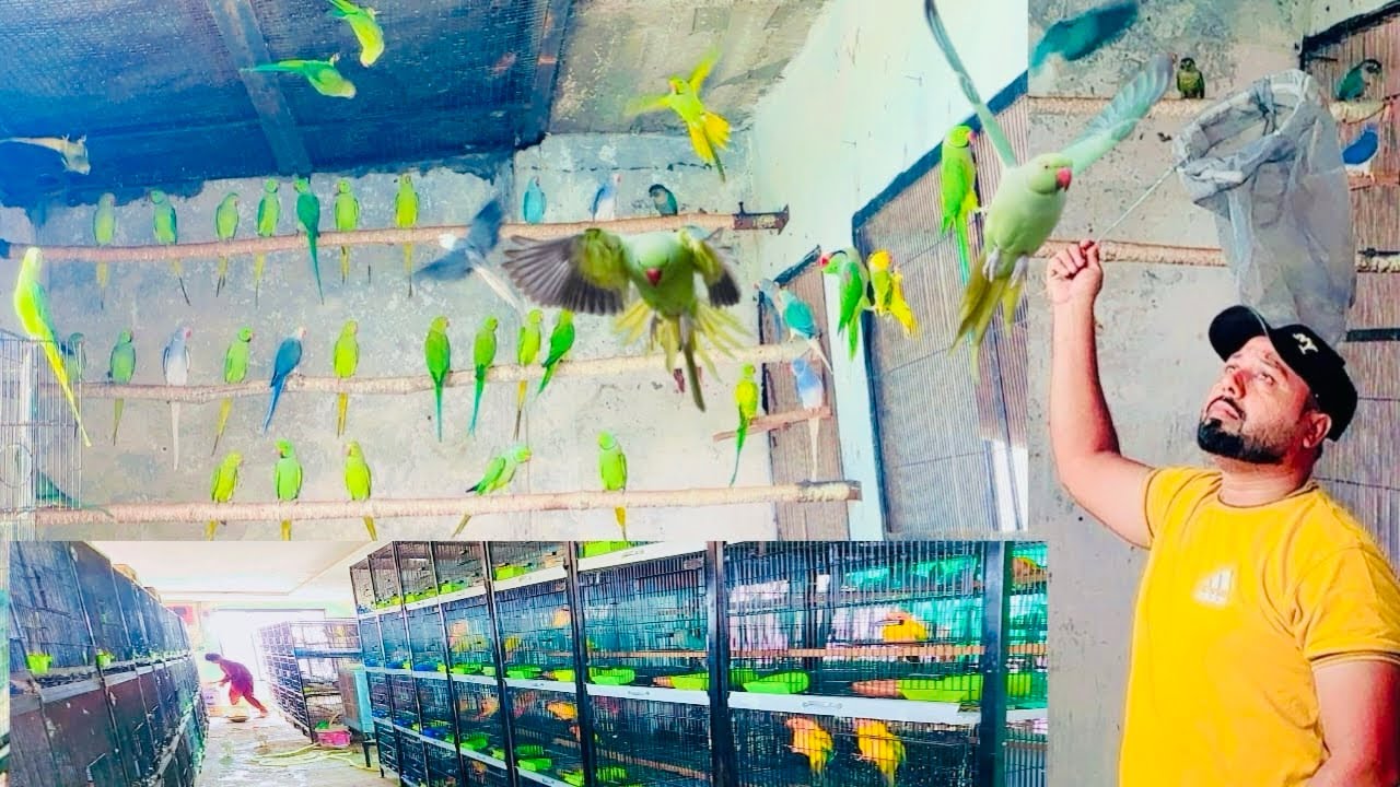 Ringneck parrot ko barideg ma lga dya ha majid aviary 🤲❤️