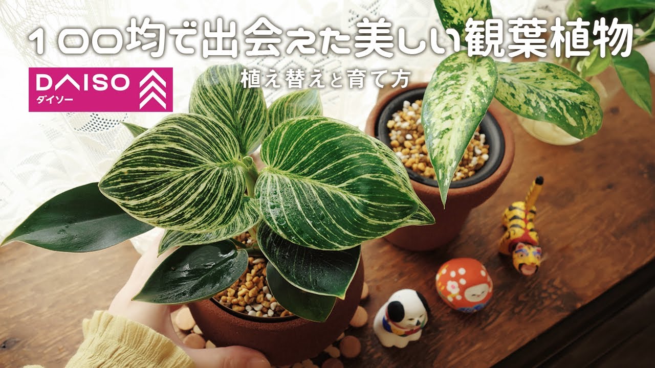 【plant】100均で出会えた美しい観葉植物丨DAISOダイソー植物丨フィロデンドロン バーキン丨ディフェンバキア コンパクタ丨植え替えと育て方丨Houseplants🌱
